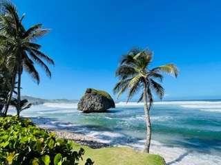 PDIY Travel guide ink Sand Beaches of Barbados mushroom rock